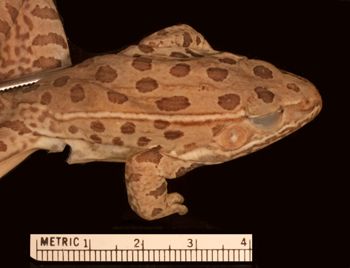 Media type: image;   Herpetology A-19390
